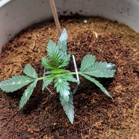 Big bud auto  growlog timeline photo