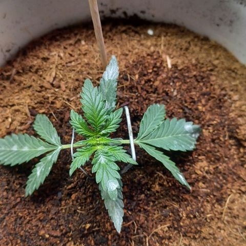 Big bud auto  growlog timeline photo