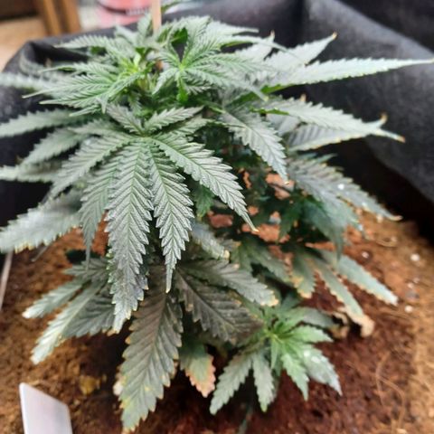 Auto Critical Orange Punch growlog timeline photo