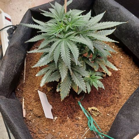 Auto Critical Orange Punch growlog timeline photo