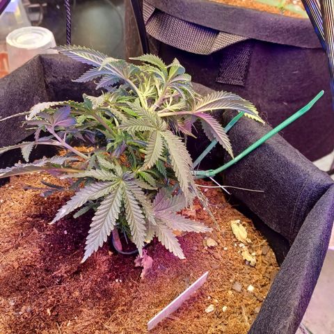 Auto Critical Orange Punch growlog timeline photo