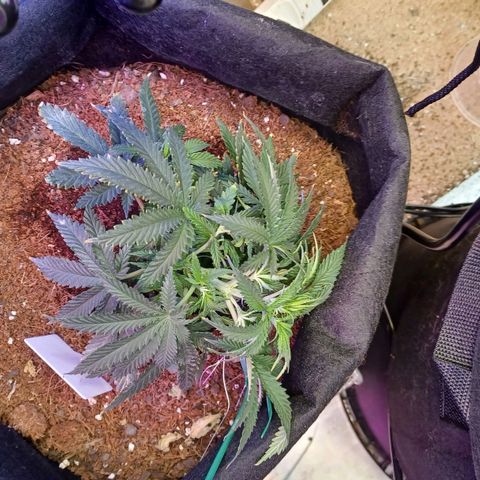 Auto Critical Orange Punch growlog timeline photo