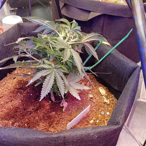 Auto Critical Orange Punch growlog timeline photo