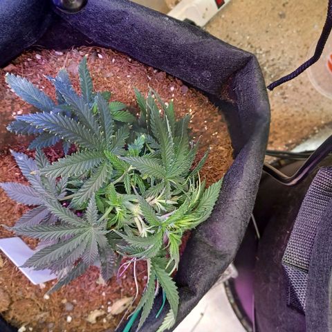 Auto Critical Orange Punch growlog timeline photo