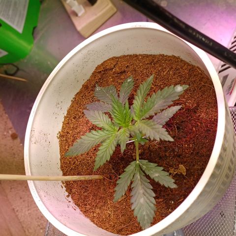 Big bud auto  growlog timeline photo