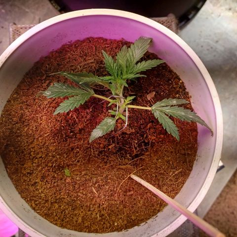 Big bud auto  growlog timeline photo