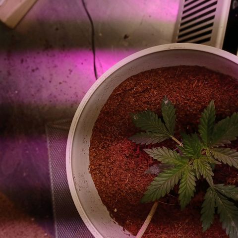 Big bud auto  growlog timeline photo