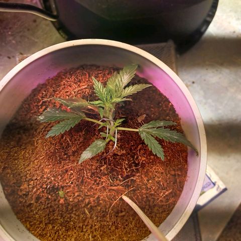 Big bud auto  growlog timeline photo