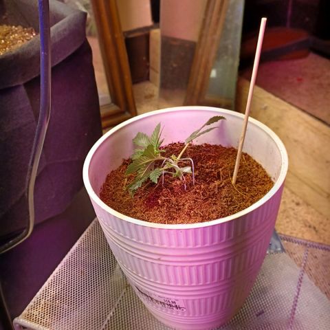 Big bud auto  growlog timeline photo