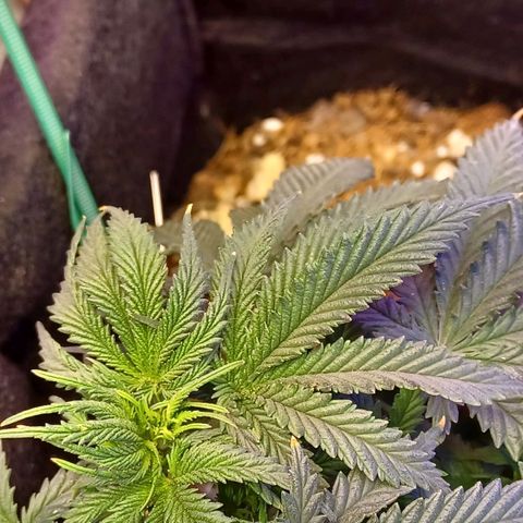 Auto Critical Orange Punch growlog timeline photo