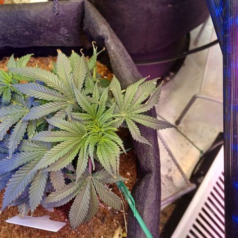 Auto Critical Orange Punch growlog timeline photo