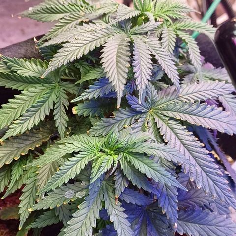 Auto Critical Orange Punch growlog timeline photo