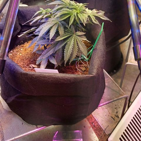 Auto Critical Orange Punch growlog timeline photo