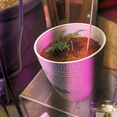 Big bud auto  growlog timeline photo