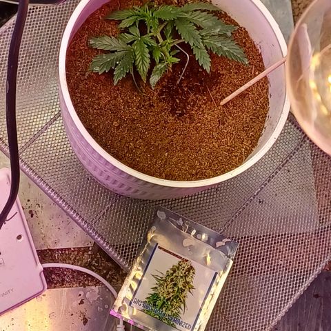 Big bud auto  growlog timeline photo