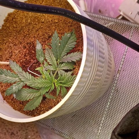 Big bud auto  growlog timeline photo