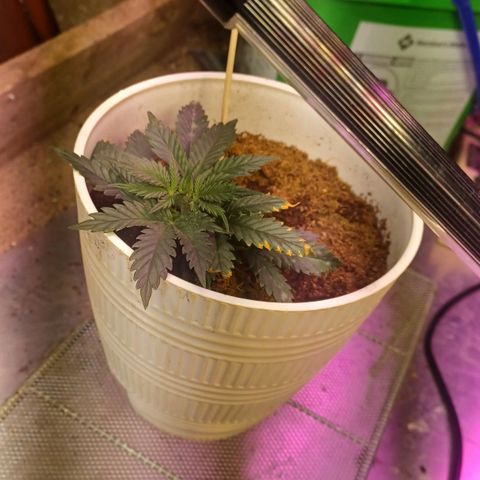 Big bud auto  growlog timeline photo