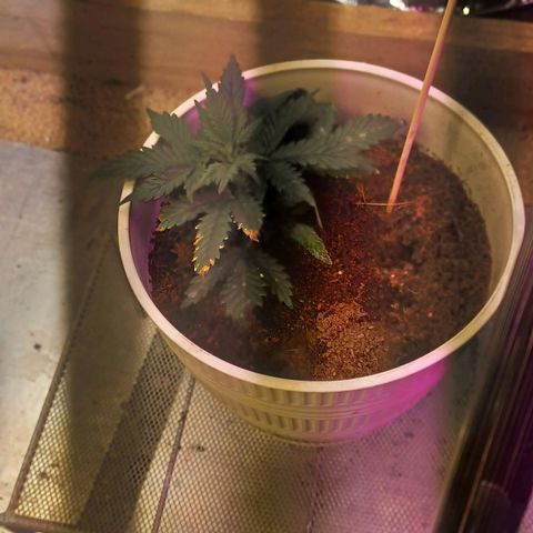 Big bud auto  growlog timeline photo