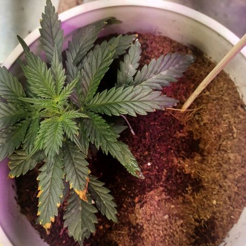 Big bud auto  growlog timeline photo