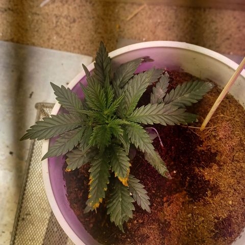 Big bud auto  growlog timeline photo