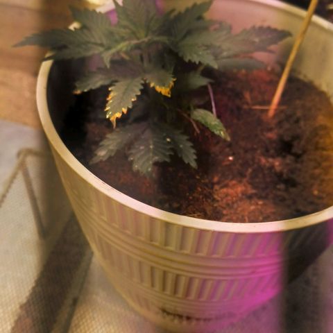 Big bud auto  growlog timeline photo