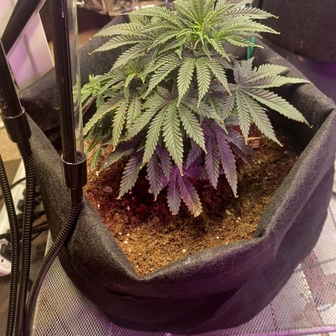 Auto Critical Orange Punch growlog timeline photo