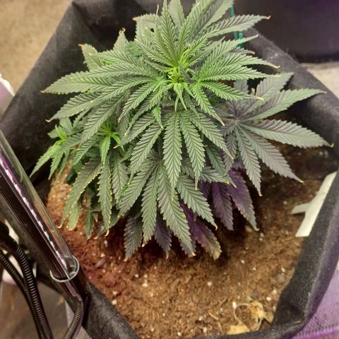 Auto Critical Orange Punch growlog timeline photo