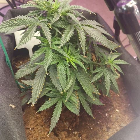 Auto Critical Orange Punch growlog timeline photo