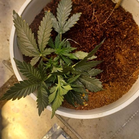 Big bud auto  growlog timeline photo