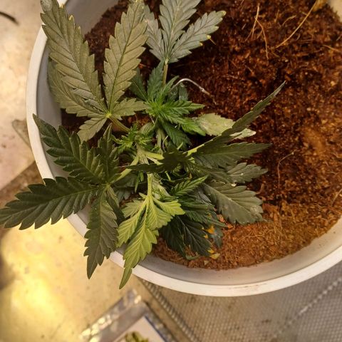 Big bud auto  growlog timeline photo