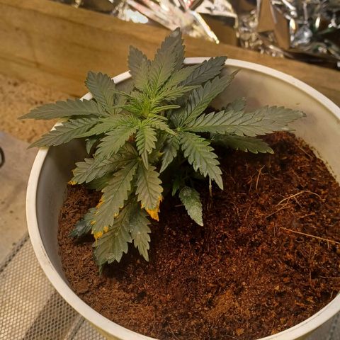 Big bud auto  growlog timeline photo