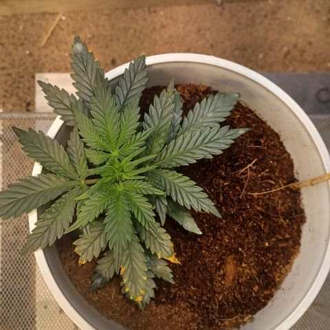 Big bud auto  growlog timeline photo