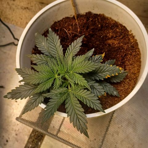 Big bud auto  growlog timeline photo