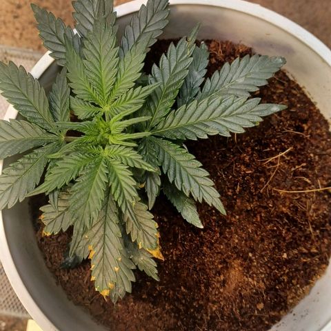 Big bud auto  growlog timeline photo