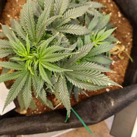 Auto Critical Orange Punch growlog timeline photo
