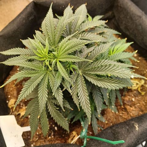 Auto Critical Orange Punch growlog timeline photo