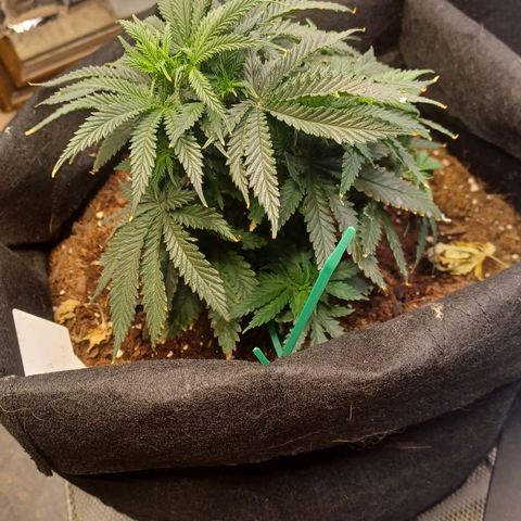 Auto Critical Orange Punch growlog timeline photo