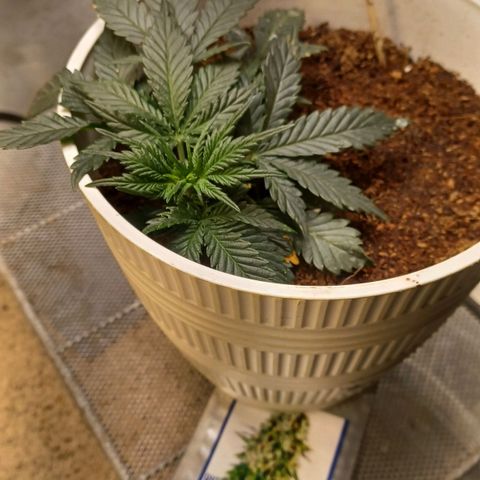 Big bud auto  growlog timeline photo