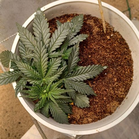 Big bud auto  growlog timeline photo