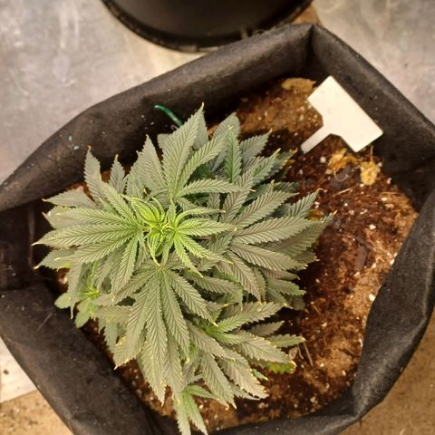 Auto Critical Orange Punch growlog timeline photo