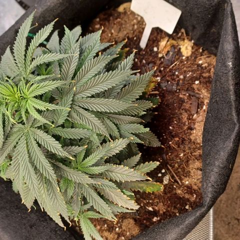 Auto Critical Orange Punch growlog timeline photo