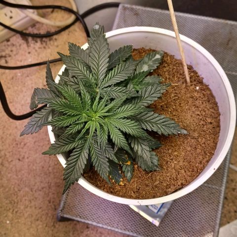 Big bud auto  growlog timeline photo