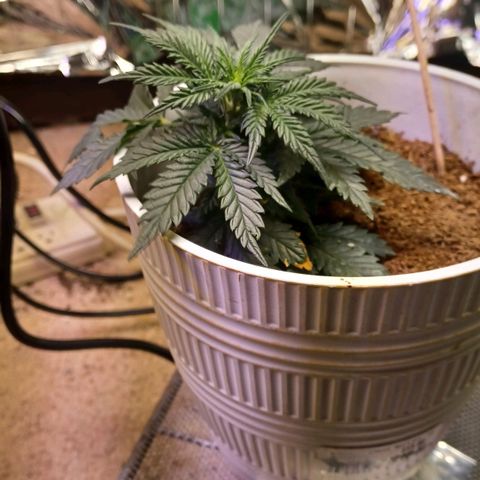 Big bud auto  growlog timeline photo