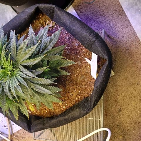 Auto Critical Orange Punch growlog timeline photo