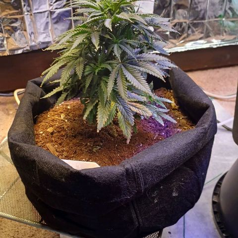 Auto Critical Orange Punch growlog timeline photo