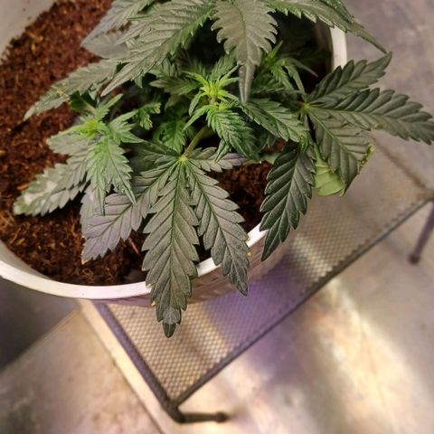 Big bud auto  growlog timeline photo
