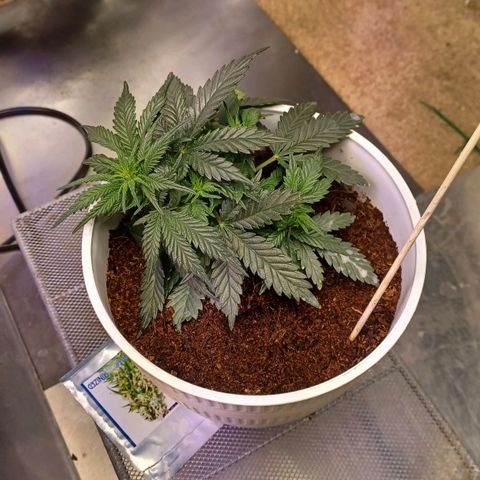 Big bud auto  growlog timeline photo
