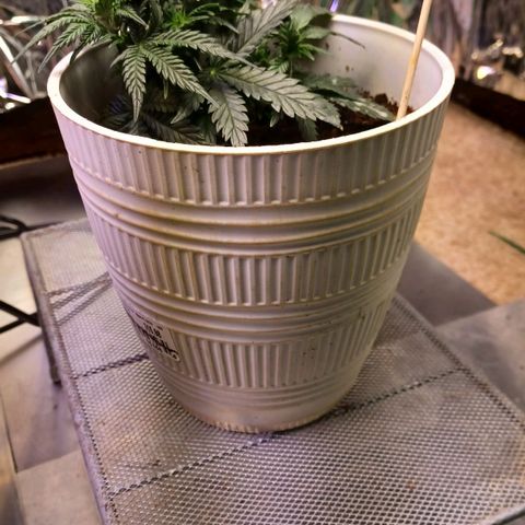 Big bud auto  growlog timeline photo