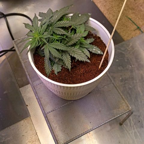 Big bud auto  growlog timeline photo