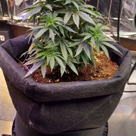 Auto Critical Orange Punch growlog timeline photo